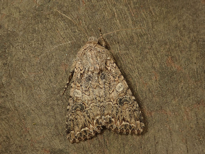 Noctuidae: Acronicta?  No, Mamestra brassicae